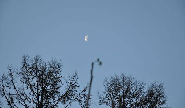 <b>塚田有一│みどりの触知学</b>　朝ぼらけの月