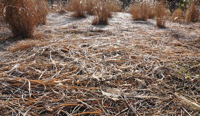<b>塚田有一│みどりの触知学</b>　薄霜