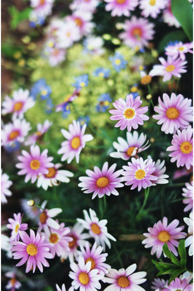 <strong>ART｜母と娘のコラボレーション！　蜷川実花・蜷川宏子 二人展</strong><br />©mika ninagawa　Courtesy of Tomio Koyama Gallery