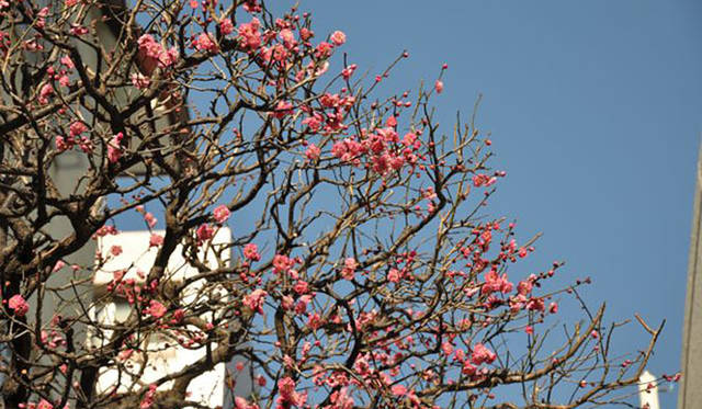 <b>塚田有一│みどりの触知学</b>　紅梅