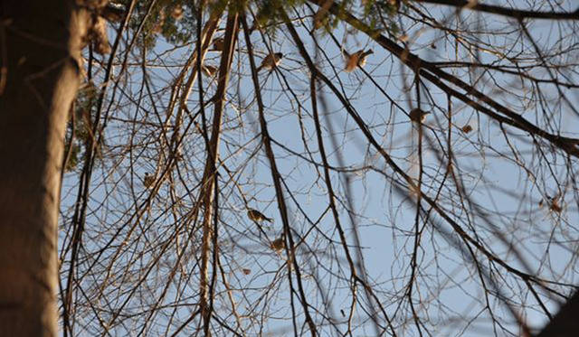 <b>塚田有一│みどりの触知学</b>　鳥のミーティング