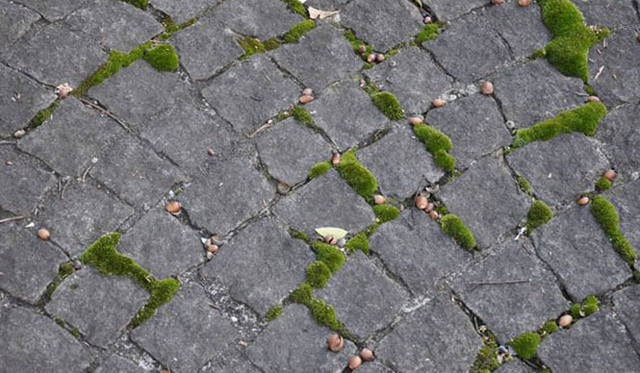 <b>塚田有一│みどりの触知学</b>　石畳の隙間