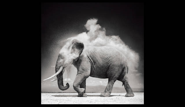 <strong>JEANRICHARD｜ジャンリシャール</strong> 動物写真家 ニック・ブラントの作品。© NICK BRANDT