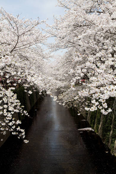 <strong>EVENT｜シャンドン ロゼのお花見イベント「お花見 CHANDON 目黒川」開催！</strong>