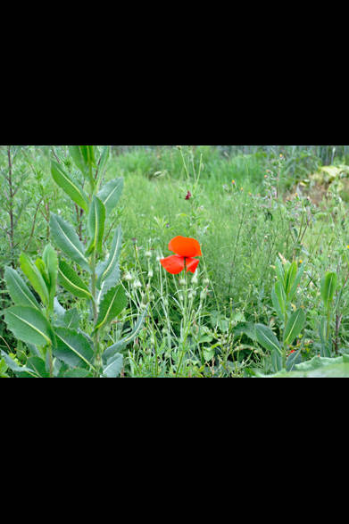 <strong>carnet de jardin｜松永 学</strong> また花は咲く