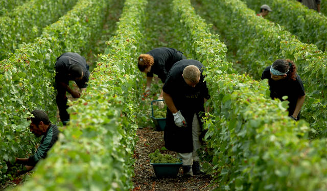 <strong>KRUG｜クリュッグ</strong>　村によって異なる多種多様なブドウの個性。クリュッグのクリエイションは、それを理解することからはじまる