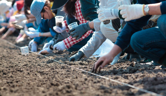 <strong>東北コットンプロジェクト</strong>　「農業再生」「雇用創出」「新産業」を目的に、2011年7月に発足　©中野幸英