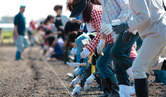 <strong>東北コットンプロジェクト</strong>　津波により稲作が困難になった農地で、被災した農家が綿を栽培　©中野幸英