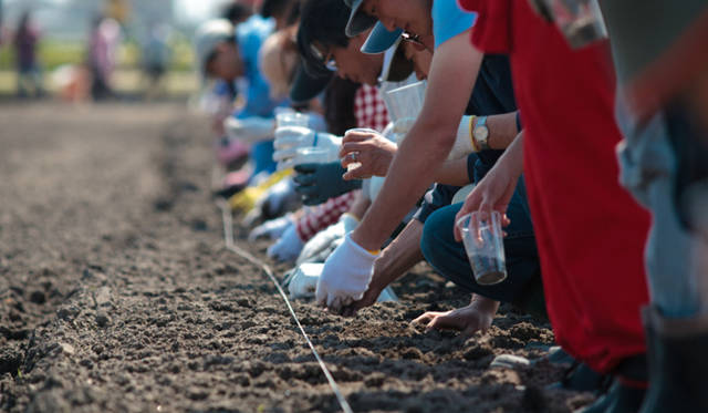<strong>東北コットンプロジェクト</strong>　2011年の試験栽培は、宮城県仙台市若林区荒浜（1.2ha）および名取市（0.2ha）の2ヵ所で実施された　©中野幸英