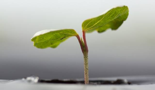 <strong>東北コットンプロジェクト</strong>　紡績から商品化・販売はアパレルメーカーなどおよそ60団体が共同で展開する　©中野幸英