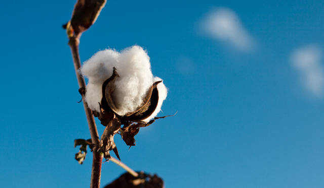 <strong>東北コットンプロジェクト</strong>　2011年度の収穫は、9月に発生した台風15号による冠水被害などにより、目標の1600キロを大きく下回る80キロとなった　©中野幸英