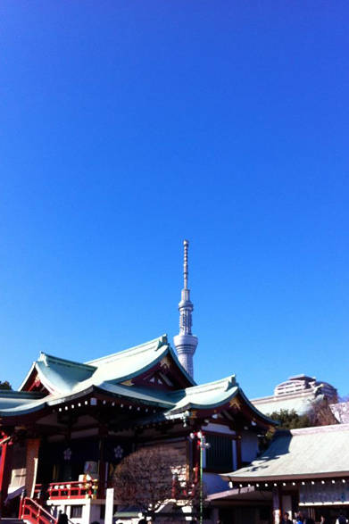今日は塔と亀戸天神社のコンビネーションでお届けします