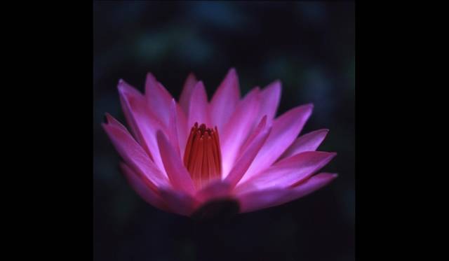 <strong>石川賢治写真展『宙の月光浴  space of spirit』</strong>　「ネッタイスイレン」　タイ／アユタヤ／1992年　©Kenji Ishikawa