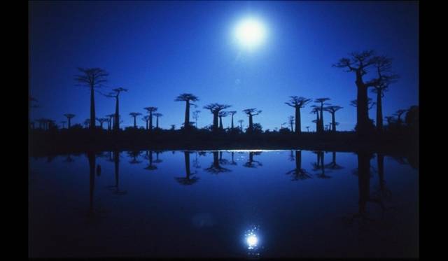 <strong>石川賢治写真展『宙の月光浴  space of spirit』</strong>　「湖に映るバオバブ」　マダガスカル／ムルンダバ／2005年　©Kenji Ishikawa