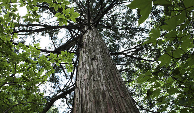 <strong>森の神に会う旅～岐阜県の“ウェルネス・ツーリズム”</strong>　付知川沿いの尾根に広がる神宮備林。見事なヒノキが育っている