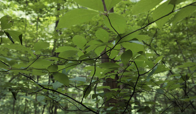 <strong>森の神に会う旅～岐阜県の“ウェルネス・ツーリズム”</strong>　枝を割ると柑橘系の香りが漂うクロモジ