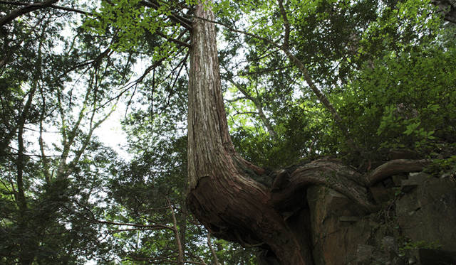 <strong>森の神に会う旅～岐阜県の“ウェルネス・ツーリズム”</strong>　雪に押され「根曲がり」となったヒノキ