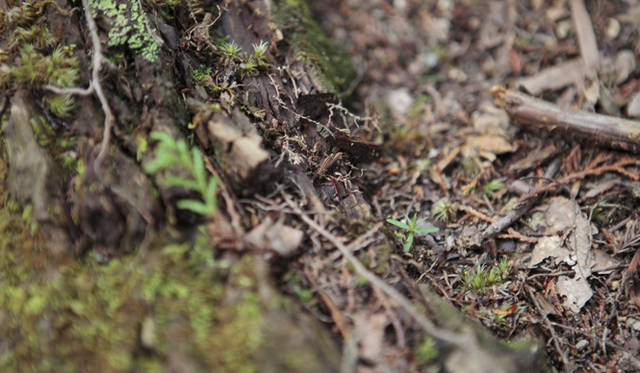 <strong>森の神に会う旅～岐阜県の“ウェルネス・ツーリズム”</strong>　神宮備林にはヒノキやスギの幼い芽があちこちに生えている