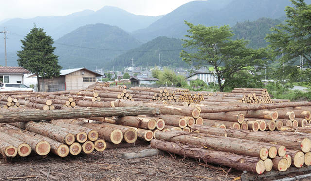 <strong>森の神に会う旅～岐阜県の“ウェルネス・ツーリズム”</strong>　加子母森林組合の木材置場。切り出したヒノキや杉が積まれている