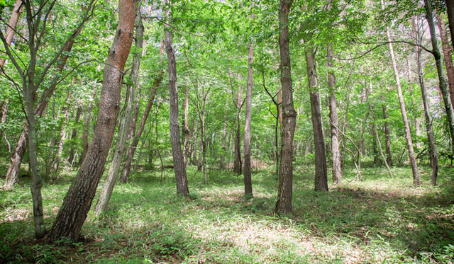 　ランチ会場から見渡す森のようす。カラマツ、アカマツ、白樺がメインの森は、間伐したことで光が地面にまで届くようになり、とても明るい雰囲気。ピクニックをしたくなるような穏やかな風景が広がる
