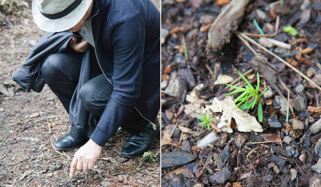 　水源への道すがら、ふっと足もとに目を留める坂本氏。「カラマツの赤ちゃんだね。たくさん生えている」