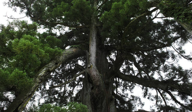 <strong>森の神に会う旅～岐阜県の“ウェルネス・ツーリズム”</strong>　「大杉延命地蔵尊」の巨大なスギ。樹高37メートル、根回り16メートル余、樹齢は1500年以上といわれている