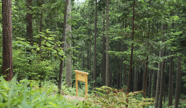 <strong>森の神に会う旅～岐阜県の“ウェルネス・ツーリズム”</strong>　今年3月に岐阜県とモア・トゥリーズにより、再生プロジェクトがスタートしたヒノキの森