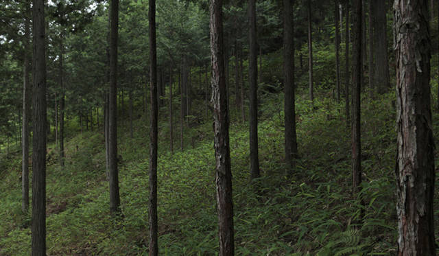 <strong>森の神に会う旅～岐阜県の“ウェルネス・ツーリズム”</strong>　15年生と80年生が育つ「二段林」となっている