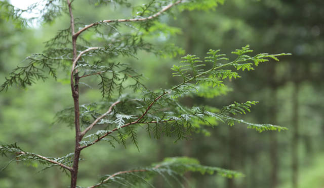 <strong>森の神に会う旅～岐阜県の“ウェルネス・ツーリズム”</strong>　ヒノキの若木