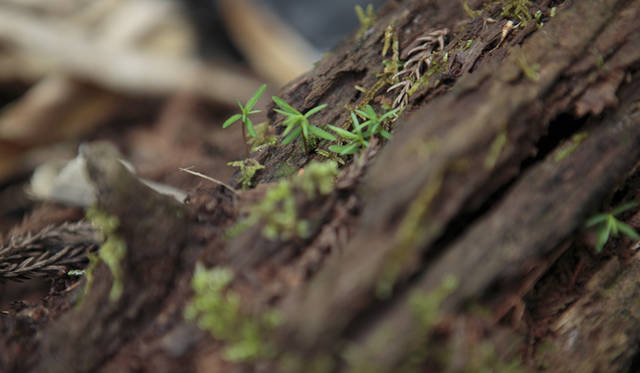 <strong>森の神に会う旅～岐阜県の“ウェルネス・ツーリズム”</strong>　ヒノキとスギの幼苗。モア・トゥリーズの森の足元には、輪廻する生命が育っている
