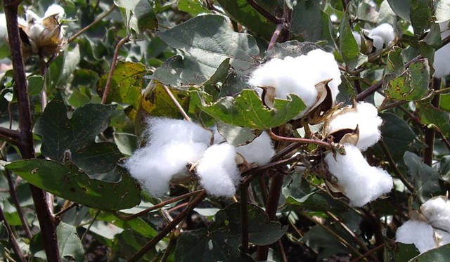 　これが綿花。実がはじけると白い綿が！