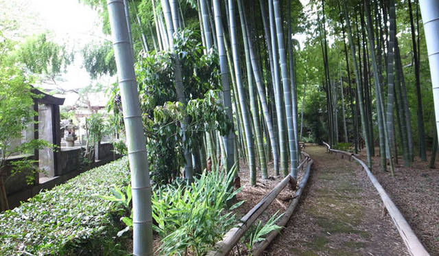 <strong>みどりの触知学＜特別編・2012夏＞</strong>　竹林