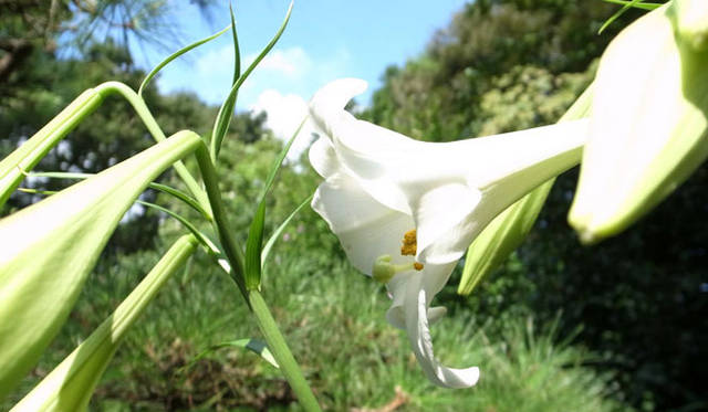 <strong>みどりの触知学＜特別編・2012夏＞</strong>　テッポウユリ