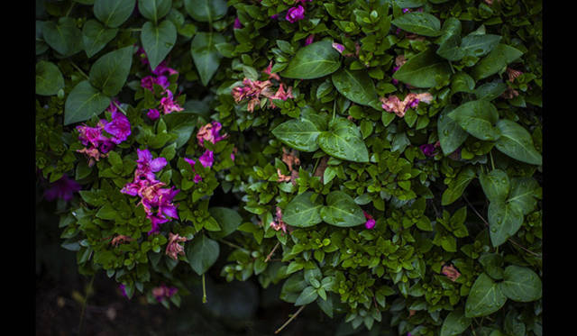 <strong>『INFINITY 3「SHINE」』</strong>　Rrosemary｜IN WAY LIGHT SUN