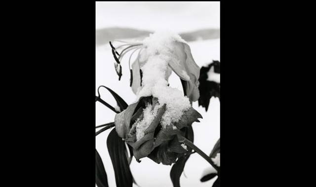 <strong>ART｜「操上和美―時のポートレイト　ノスタルジックな存在になりかけた時間。」展</strong>　《冬の庭》、シリーズ〈NORTHERN〉より　2012年1月