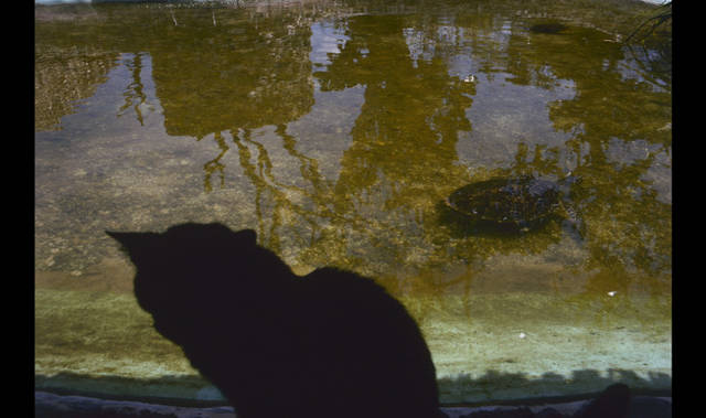 <strong>ART｜「操上和美―時のポートレイト　ノスタルジックな存在になりかけた時間。」展</strong>　《夢を見る猫》、シリーズ〈陽と骨〉より　1979年