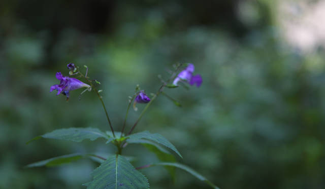 <strong>プロフェッショナルと巡る森～岐阜・飛騨地方の自然とアクティビティ～</strong> 「森の小径」を散策。足元に現れたツリフネソウ