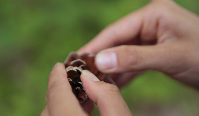 <strong>プロフェッショナルと巡る森～岐阜・飛騨地方の自然とアクティビティ～</strong> 松ぼっくりの形状にも理由がある。台風の時期、種子を遠くに飛ばすためのカタチなのである。詳しくはぜひ、現地にて尋ねられたし