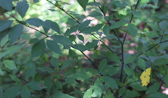 <strong>プロフェッショナルと巡る森～岐阜・飛騨地方の自然とアクティビティ～</strong> クスノキ科の低木クロモジ。柑橘系の香りを持つ