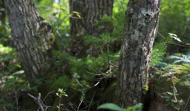 <strong>プロフェッショナルと巡る森～岐阜・飛騨地方の自然とアクティビティ～</strong> ミズナラの根元にヒメコマツの幼木が。広葉樹、針葉樹がバランスよく混生している