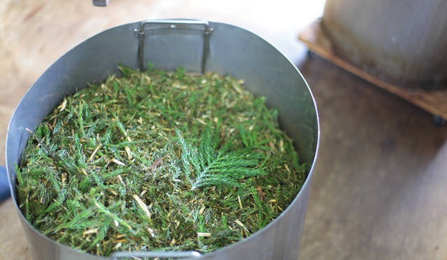 <strong>プロフェッショナルと巡る森～岐阜・飛騨地方の自然とアクティビティ～</strong> こちらは蒸留前のスギ。鮮烈な香りが漂う