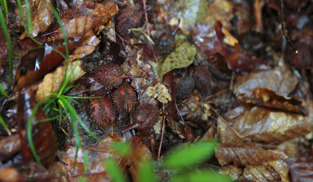 <strong>プロフェッショナルと巡る森～岐阜県の“ウェルネス・ツーリズム”</strong> 中央左に固まっているのがブナの実の殻である。ツキノワグマからネズミ類まで、森の生物を支える大切な食料のひとつだ。2011年は大豊作だったとか