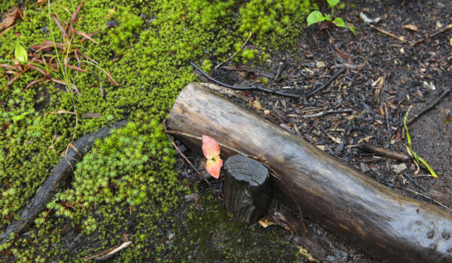 <strong>プロフェッショナルと巡る森～岐阜県の“ウェルネス・ツーリズム”</strong> 木道の杭止めの部分は腐りにくいクリの木を使用している