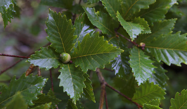 <strong>プロフェッショナルと巡る森～岐阜県の“ウェルネス・ツーリズム”</strong> ミヤマナラの実。すなわちドングリである