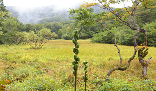 <strong>プロフェッショナルと巡る森～岐阜県の“ウェルネス・ツーリズム”</strong> 高層湿原を一望。「草もみじ」と呼ばれる草の紅葉がはじまっていた