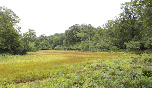 <strong>プロフェッショナルと巡る森～岐阜県の“ウェルネス・ツーリズム”</strong> 湿原の脇は風通しがよく、休憩にぴったりである