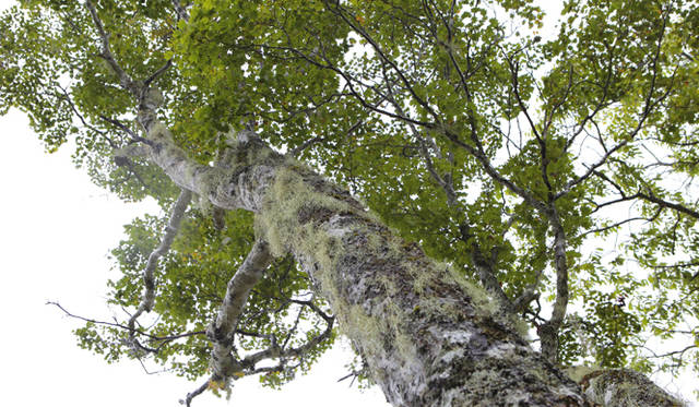 <strong>プロフェッショナルと巡る森～岐阜県の“ウェルネス・ツーリズム”</strong> 空気のきれいなところでなければ生きられないという地衣類、サルオガセがからみついている