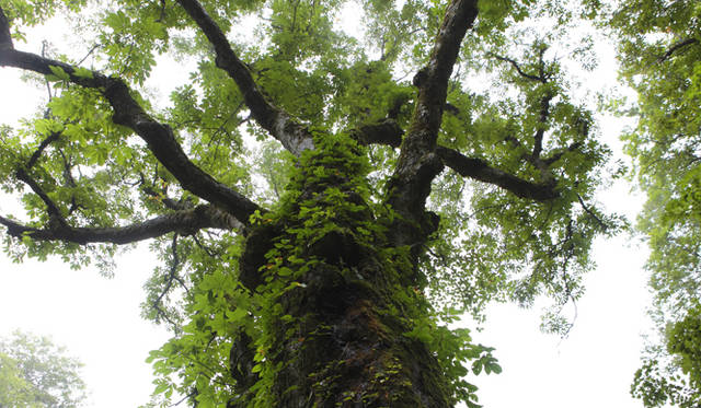 <strong>プロフェッショナルと巡る森～岐阜県の“ウェルネス・ツーリズム”</strong> 幹にからみつくツタウルシ。秋が深まれば真っ赤に紅葉する
