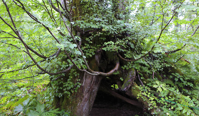 <strong>プロフェッショナルと巡る森～岐阜県の“ウェルネス・ツーリズム”</strong> カツラの巨木