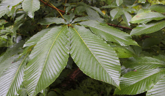 <strong>プロフェッショナルと巡る森～岐阜県の“ウェルネス・ツーリズム”</strong> トチノキの葉